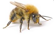 abeja